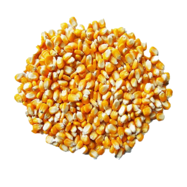 Maize