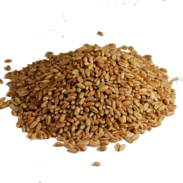 Wheat Grains